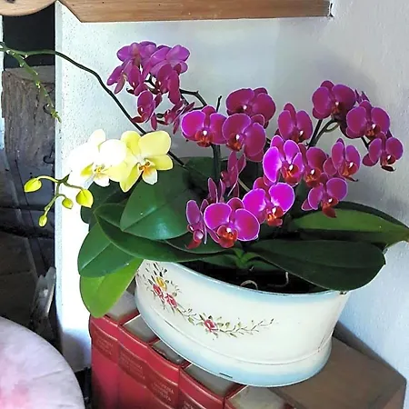 The Italian Riviera B&B San Salvatore (Genoa)